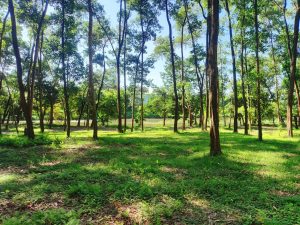 Du lịch sinh thái là du lịch gắn liền với thiên nhiên và bảo vệ môi trường.