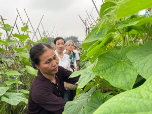Du khách thích thú với trải nghiệp tham quan và thu hoạch rau màu