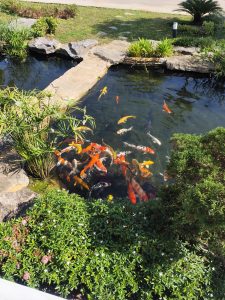 Hồ cá Koi thanh tĩnh, điểm nhấn thư giãn giữa không gian sinh thái xanh.