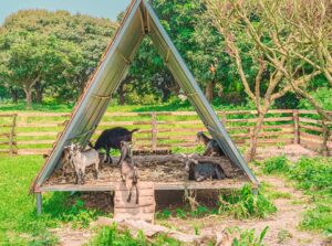 Vườn nhãn Long Biên không gian xanh mát, trái nhãn ngọt thơm.