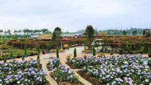 Rose Park Đầm Trành khu du lịch sinh thái với mê cung hoa hồng độc đáo.